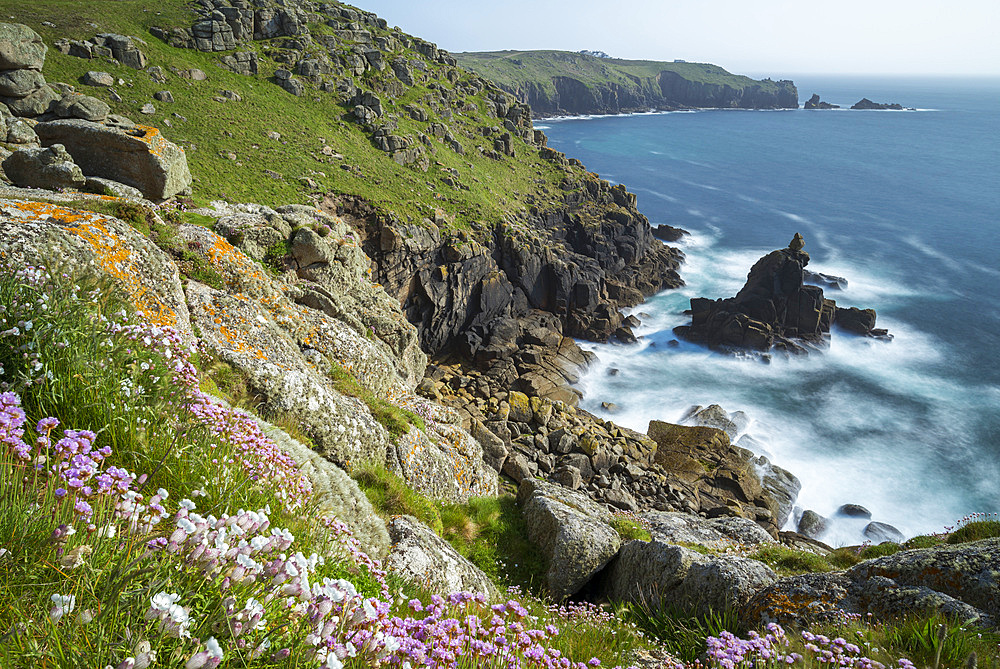 Wildflowers on the Cornish cliff tops near Sennen Cove, Land's End, Cornwall, England, United Kingdom, Europe