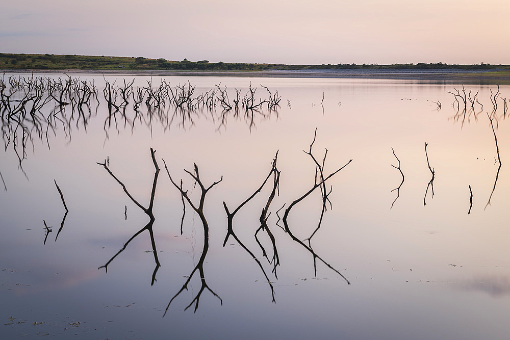 Twisted stumps from drowned trees in Colliford Lake on Bodmin Moor, Cornwall, England, United Kingdom, Europe