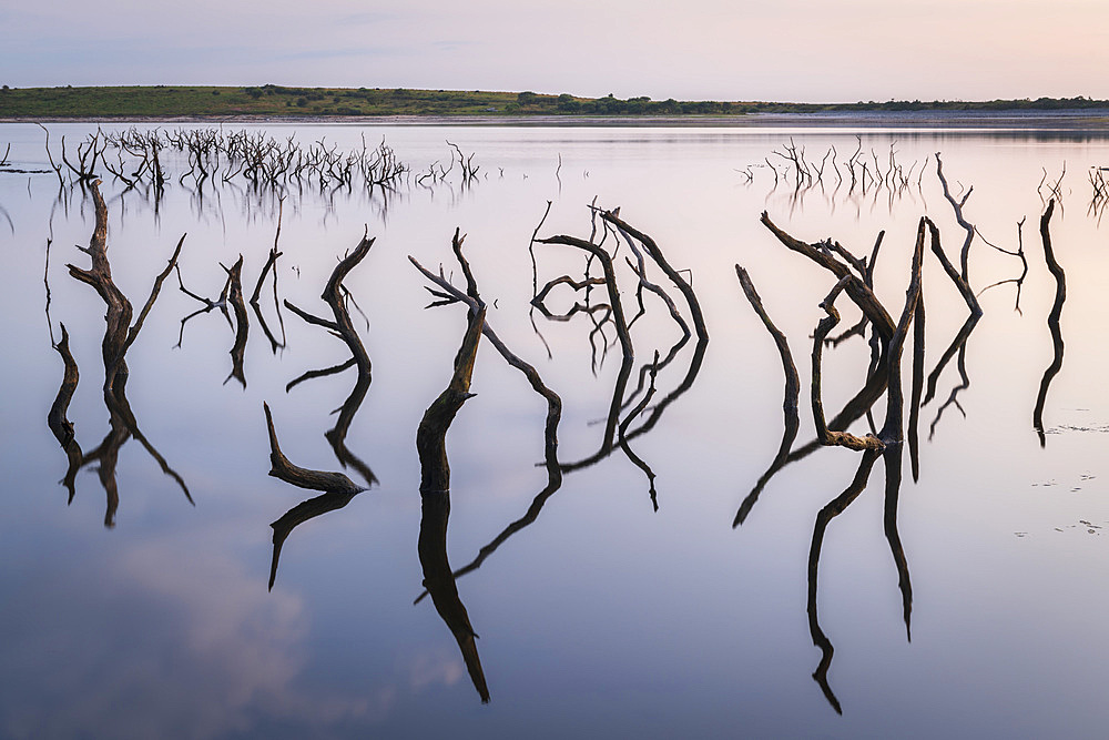 Twisted stumps from drowned trees in Colliford Lake on Bodmin Moor, Cornwall, England, United Kingdom, Europe