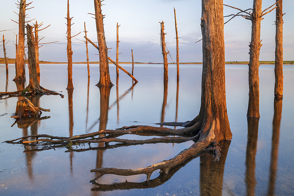 Dead trees in Colliford Lake on Bodmin Moor, Cornwall, England, United Kingdom, Europe