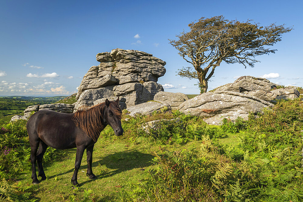 Dartmoor Pony grazing near a granite tor in Dartmoor National Park, Devon, England, United Kingdom, Europe