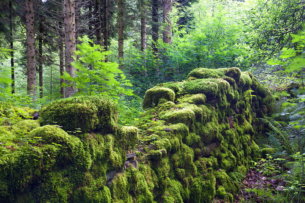 Moss covered remains of a dry stone wall in a woodland, Brecon Beacons National Park, Powys, Wales, United Kingdom, Europe