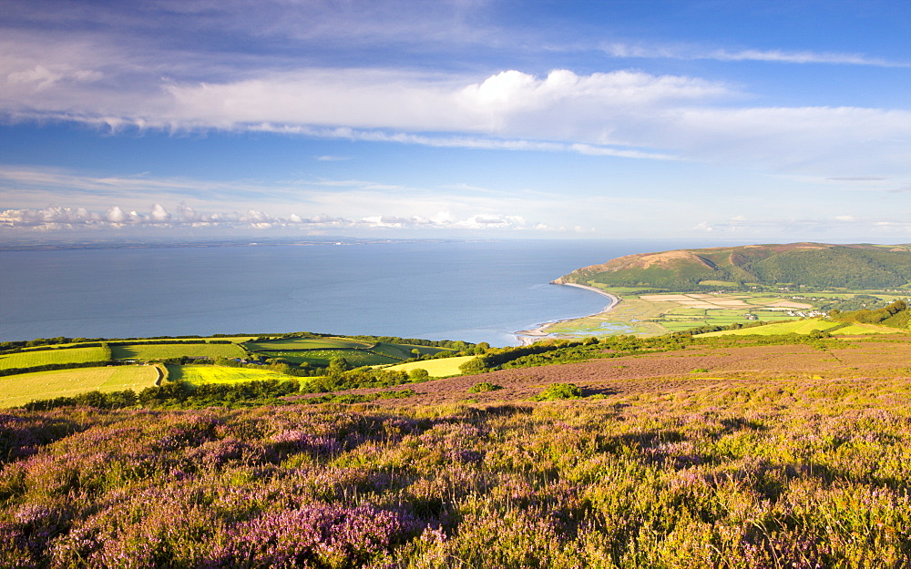 Flowering heather on Porlock Common, overlooking Bossington Bay and the Bristol Channel, Exmoor National Park, Somerset, England, United Kingdom, Europe