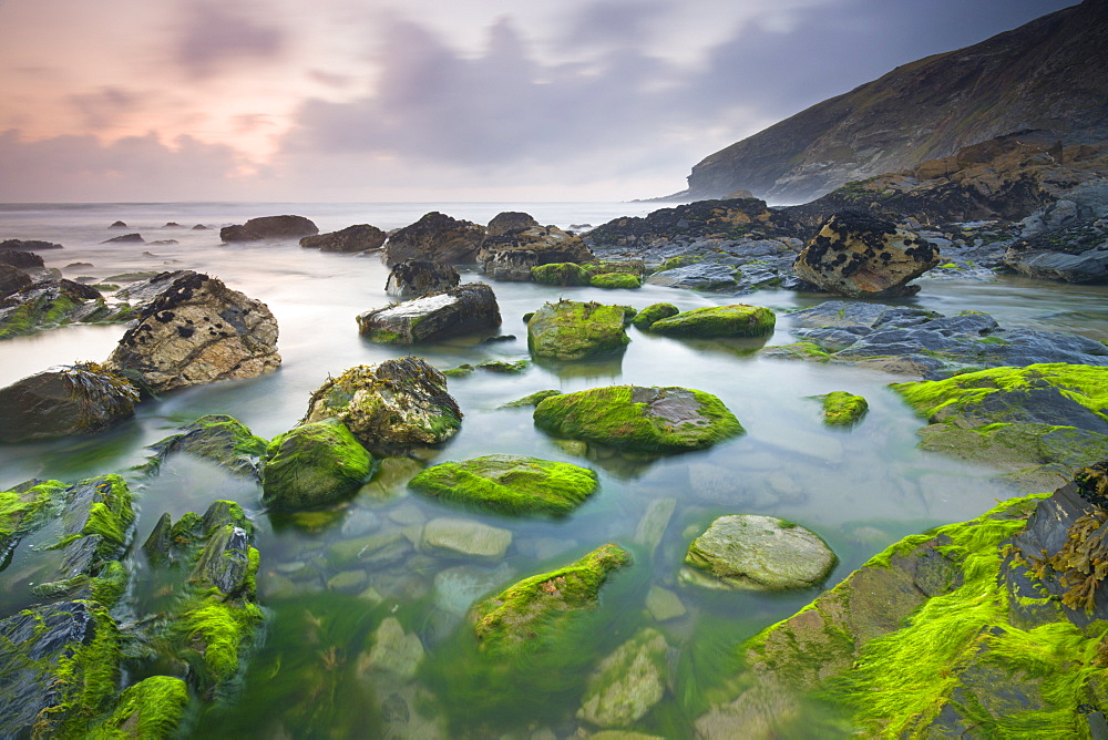 Vibrant green algae exposed at low tide at Tregardock Beach, North Cornwall, England, United Kingdom, Europe