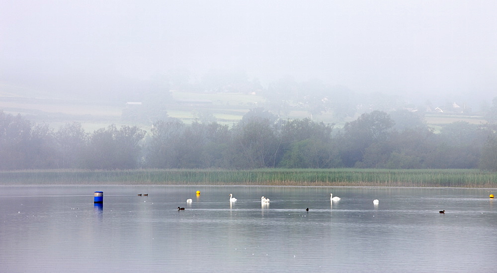 Swans and ducks at Llangorse Lake on a misty summer morning, Brecon Beacons National Park, Powys, Wales, United Kingdom, Europe