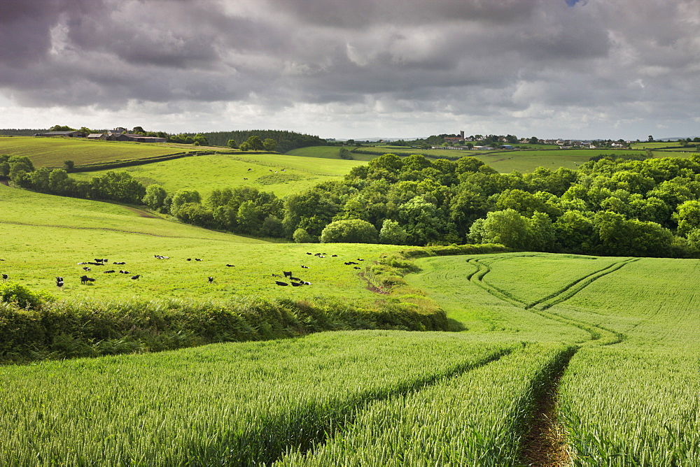 Farmland in summertime, Morchard Bishop, Devon, England, United Kingdom, Europe