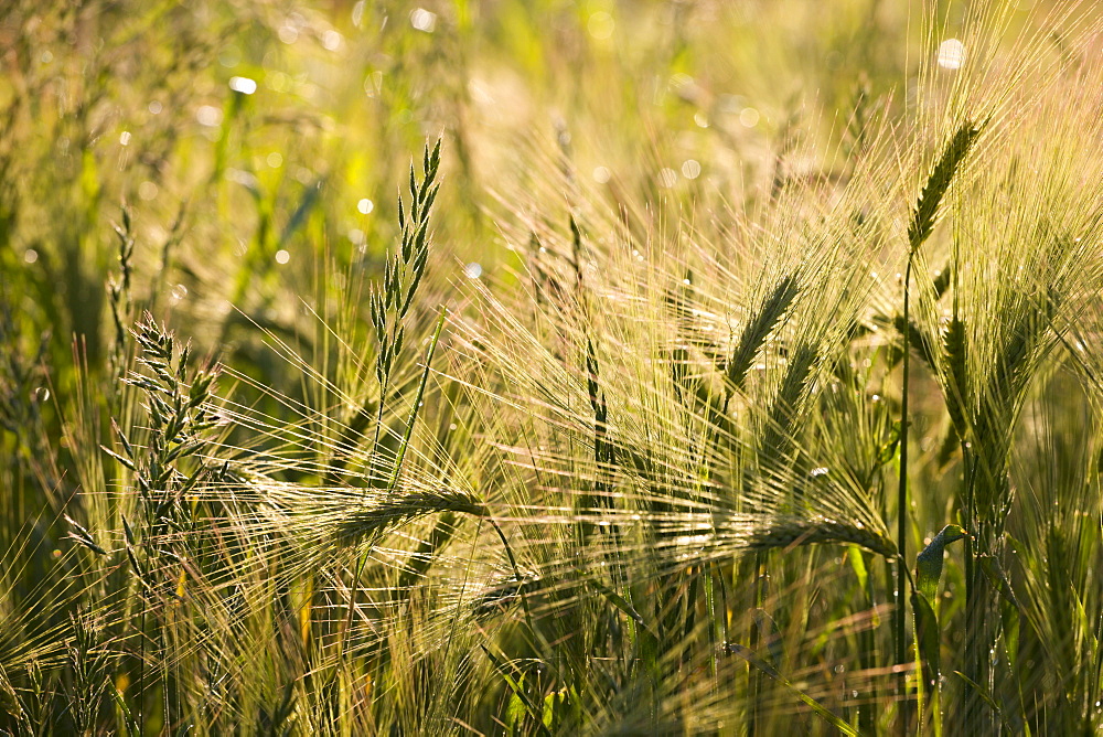 Golden ripened corn growing in a field in rural Devon, England, United Kingdom, Europe