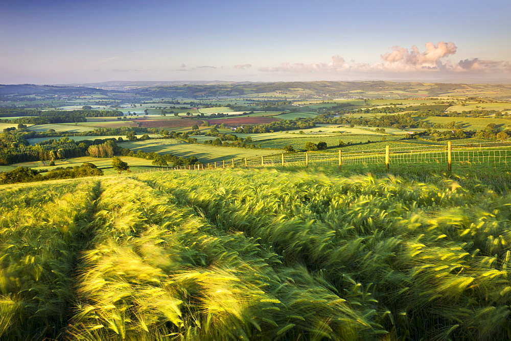 Golden ripened corn growing in a hilltop field in rural Devon, England, United Kingdom, Europe