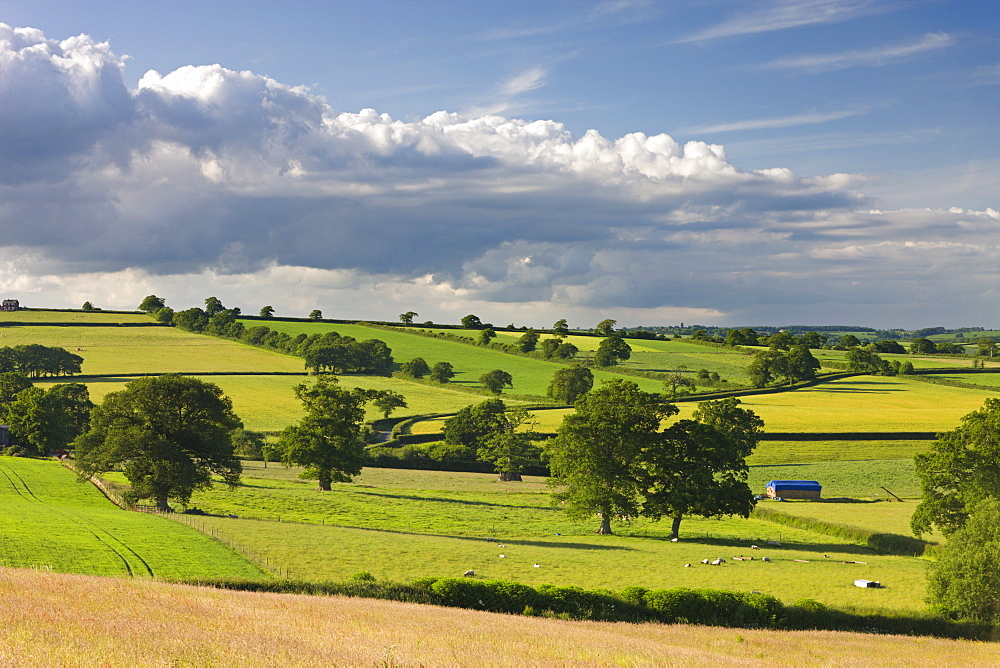 Rolling countryside near Broomhill, mid Devon, England, United Kingdom, Europe