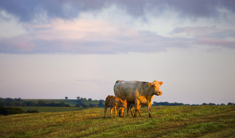 Mother cow and calves in a Devon field, Lapford, Devon, England, United Kingdom, Europe