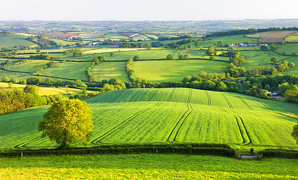 Rural English summer countryside scenes near Stockleigh Pomeroy, Devon, England, United Kingdom, Europe