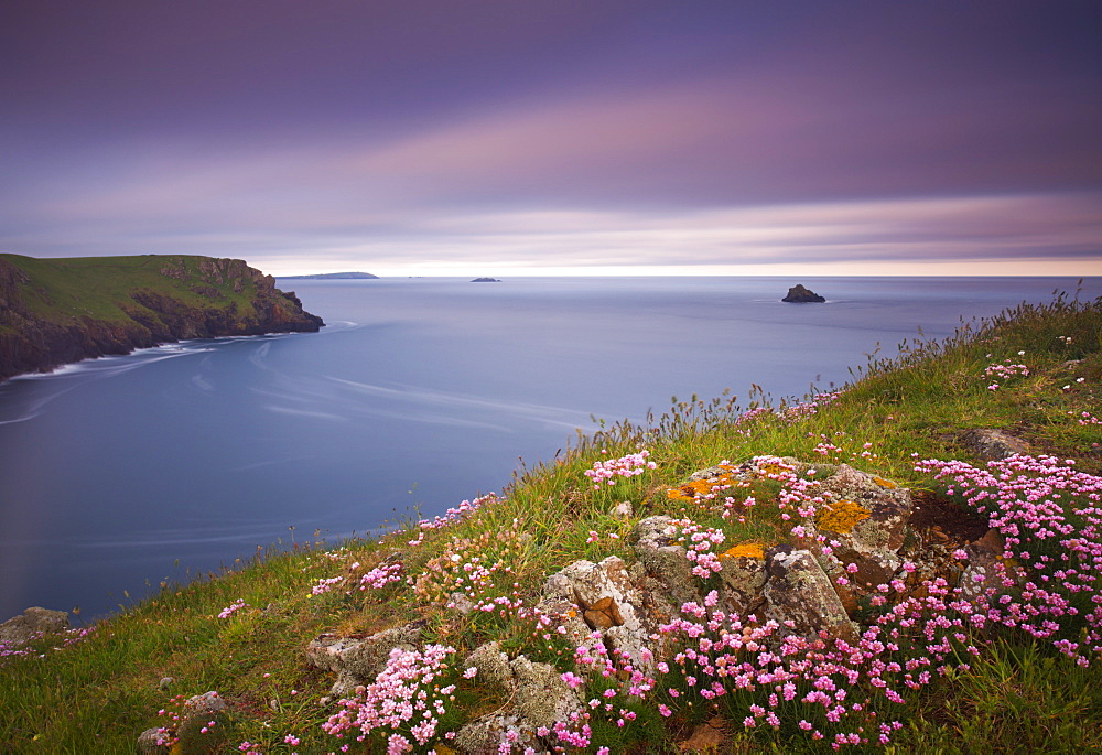 Sea thrift (Armeria maritima) growing on the Cornish clifftops, looking towards Pentire Point and Trevose Head, Cornwall, England, United Kingdom, Europe