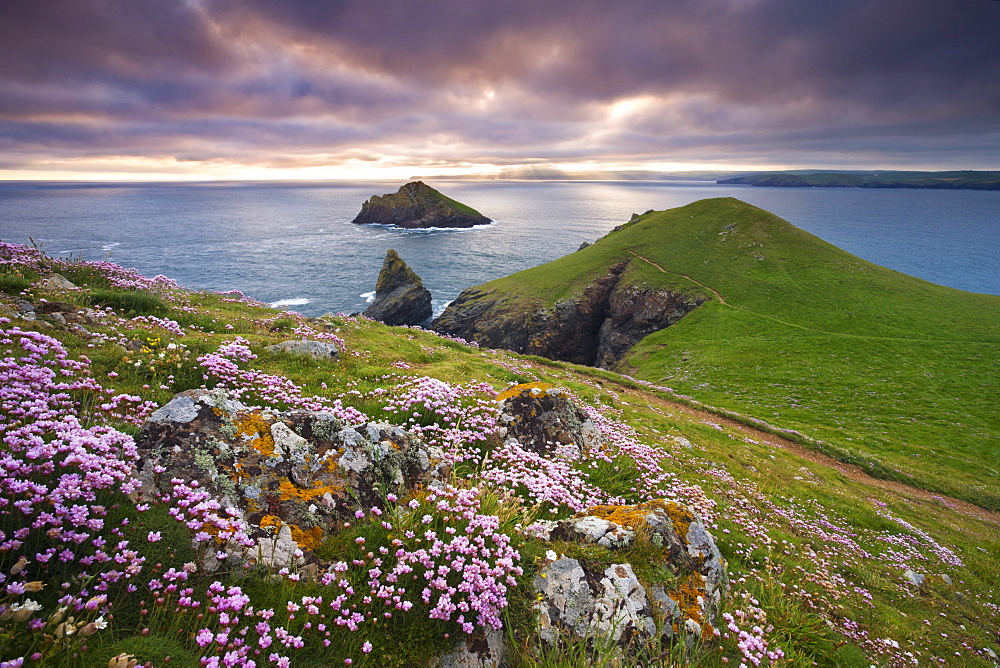 Sea thrift (Armeria maritima) growing on the Cornish clifftops at The Rumps, looking towards The Mouls, England, United Kingdom, Europe