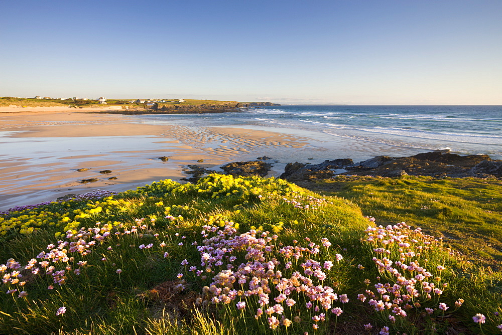 Sea thrift and kidney vetch growing on the clifftops above Constantine Bay, Cornwall, England, United Kingdom, Europe