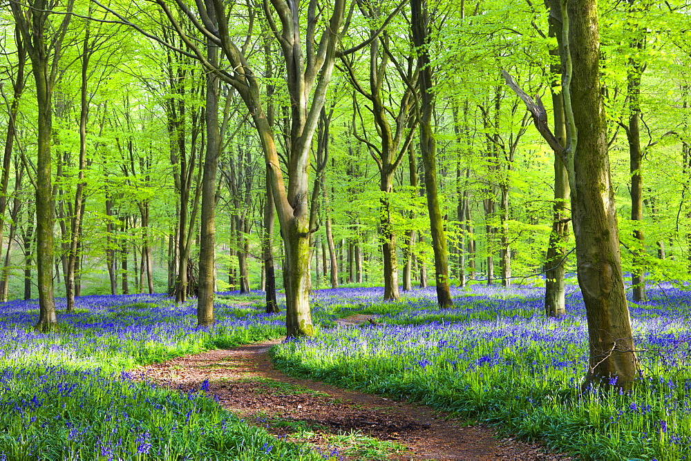 Footpath through carpet of bluebells in the beech woodland at West Woods, Lockeridge near Marlborough, Wiltshire, England, United Kingdom, Europe