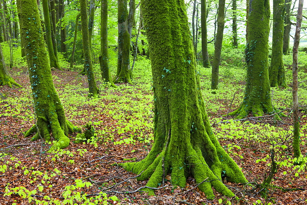 Intense green foliage and moss covered trees in Dousland Plantation, Dartmoor National Park, Devon, England, United Kingdom, Europe