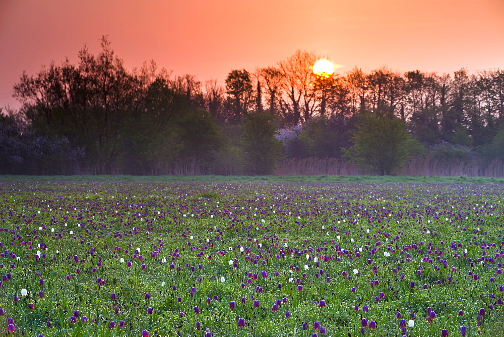 Sunrise over a meadow of snake's head fritillary (Fritillaria meleagris) wildflowers growing at North Meadow National Nature Reserve, Cricklade, Wiltshire, England, United Kingdom, Europe