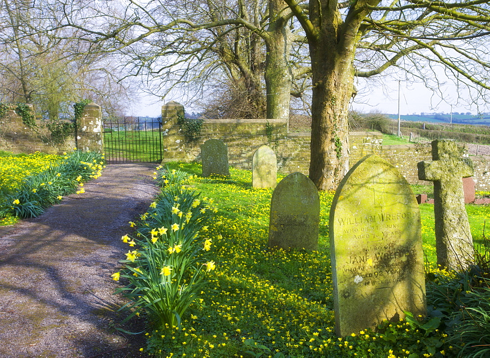 Spring flowers growing in Morchard Bishop church graveyard, Devon, England, United Kingdom, Europe