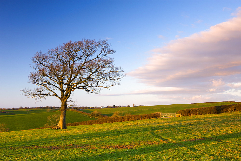 Agricultural landscape of mid Devon, Morchard Bishop, Devon, England, United Kingdom, Europe