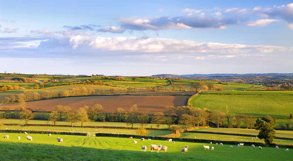 Sheep grazing in rolling green fields near Morchard Bishop, Devon, England, United Kingdom, Europe