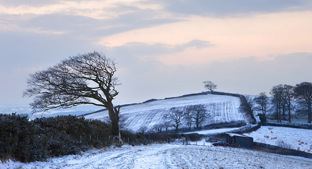 Windswept tree on Raddon Hill near Crediton, Devon, England, United Kingdom, Europe