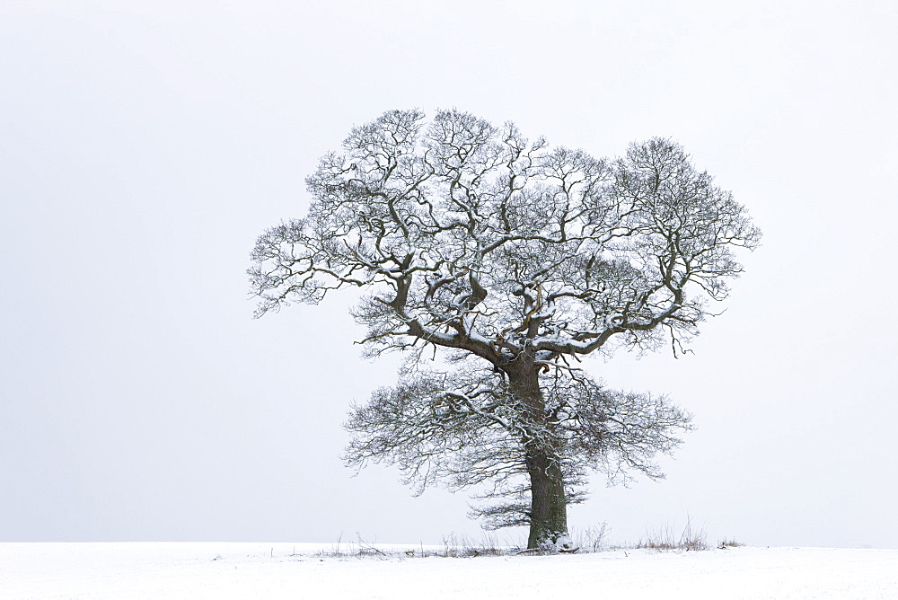 Snow covered oak tree in winter, Shobrooke, Crediton, Devon, England, United Kingdom, Europe