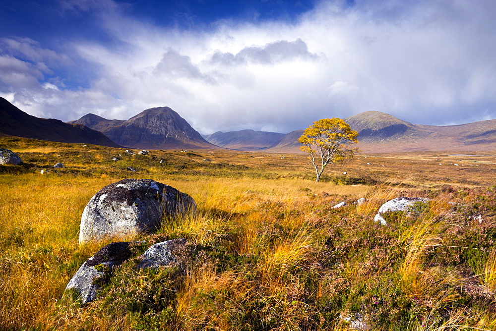 Autumn colours on Rannoch Moor, Highlands, Scotland, United Kingdom, Europe