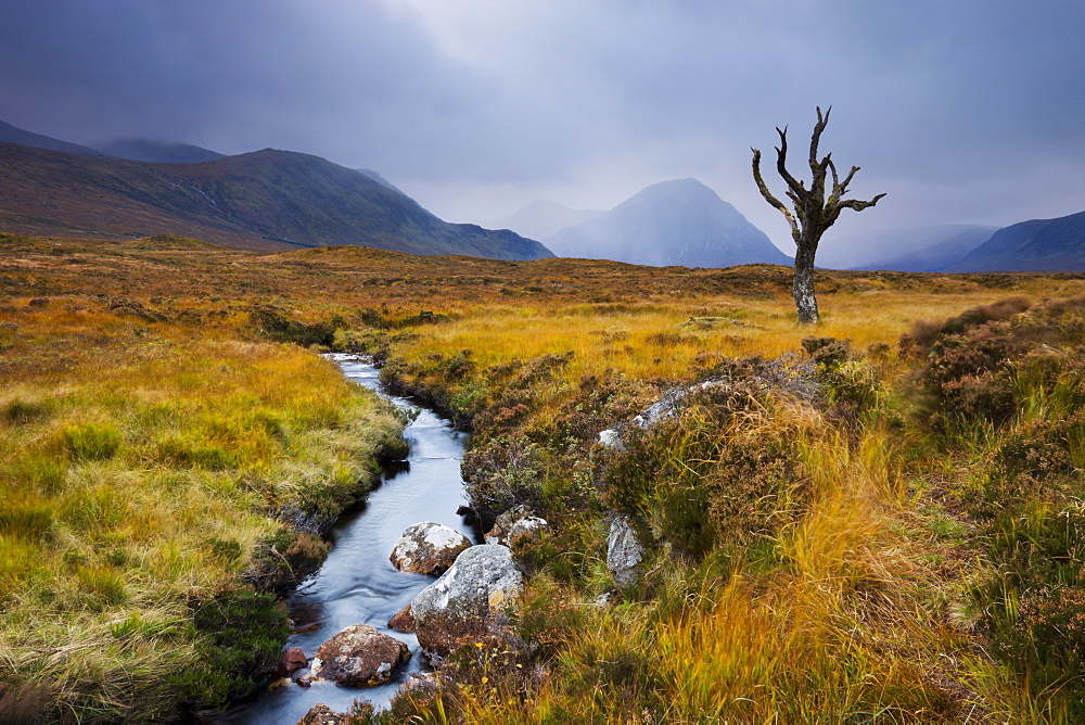 Dead tree and stream on moorland wilderness of Rannoch Moor, Highlands, Scotland, United Kingdom, Europe