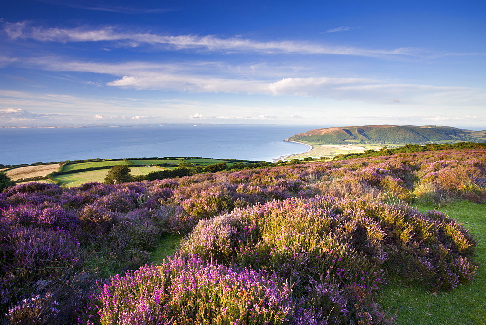 Flowering heather on Porlock Hill in the summer, Exmoor National Park, Somerset, England, United Kingdom, Europe