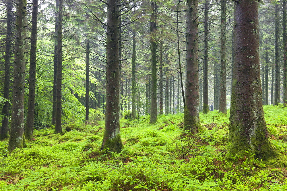 Verdant greens in Bellever Forest, Dartmoor National Park, Devon, England, United Kingdom, Europe