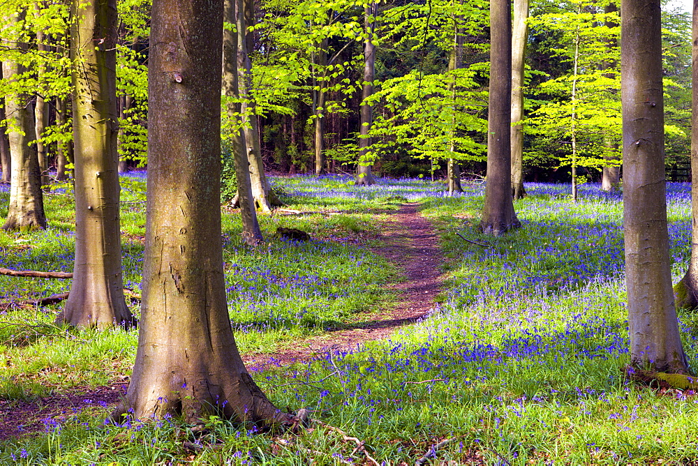 Bluebells growing in Micheldever Wood in the spring. Micheldever, Hampshire, England, United Kingdom, Europe