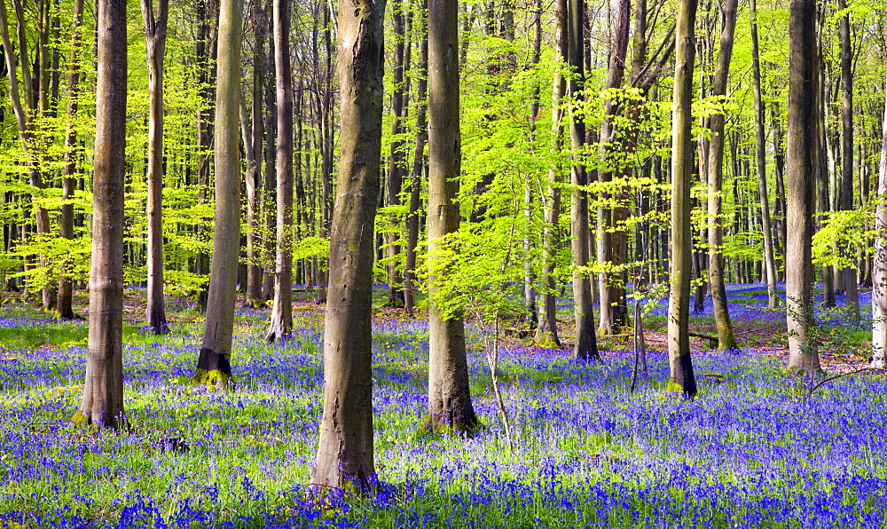 Bluebells growing in Micheldever Wood in the spring. Micheldever, Hampshire, England, United Kingdom, Europe