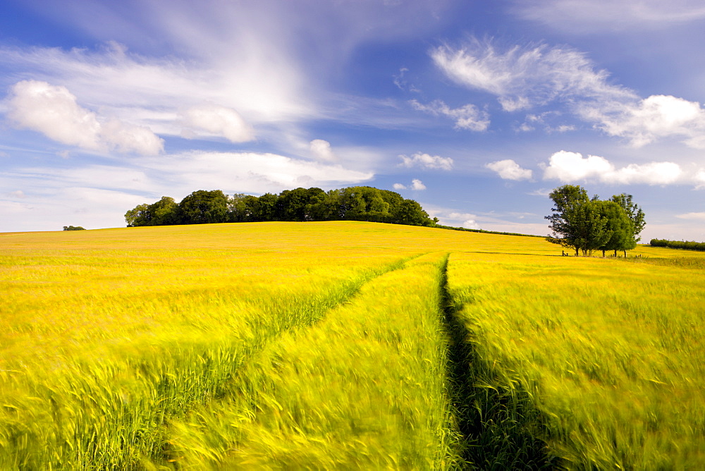 Golden barley field growing in rural Dorset countryside, Winterbourne Abbas, Dorset, England, United Kingdom, Europe