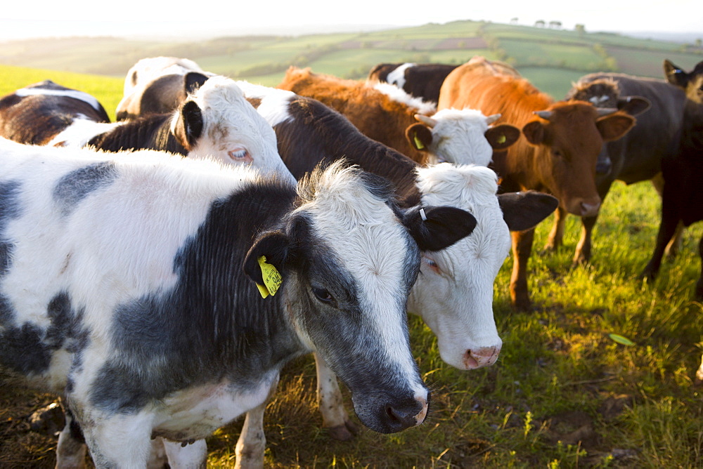 Curious bullocks crowd together in a farmers field, Devon, England, United Kingdom, Europe