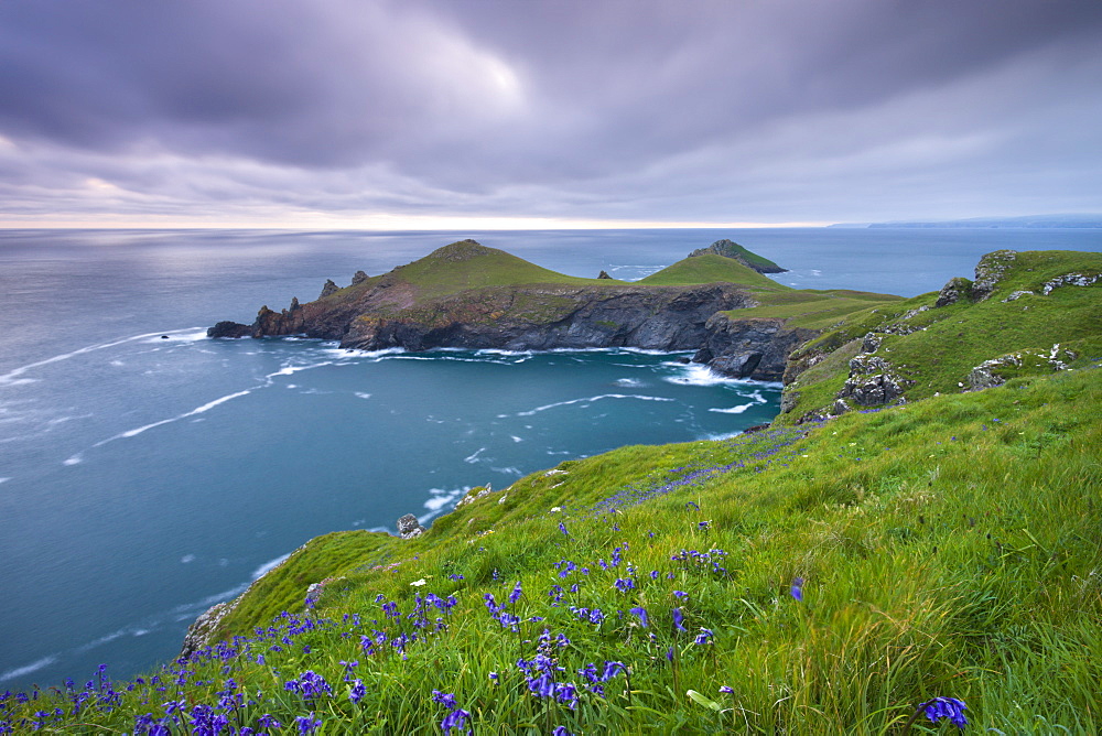 Bluebells growing on the Cornish clifftops looking towards The Rumps Peninsula, Cornwall, England, United Kingdom, Europe