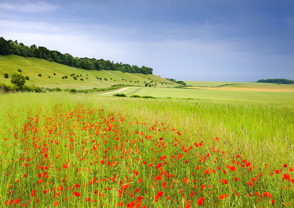 Wild poppies flowering in countryside near the village of West Dean, Wiltshire, England, United Kingdom, Europe