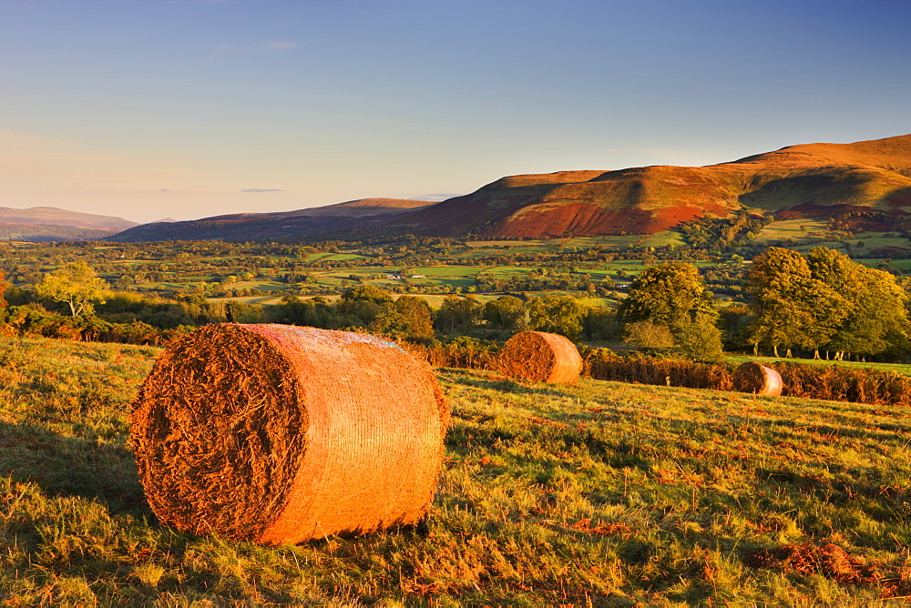 Bracken bales on Mynydd Illtud Common in the Brecon Beacons National Park, Powys, Wales, United Kingdom, Europe