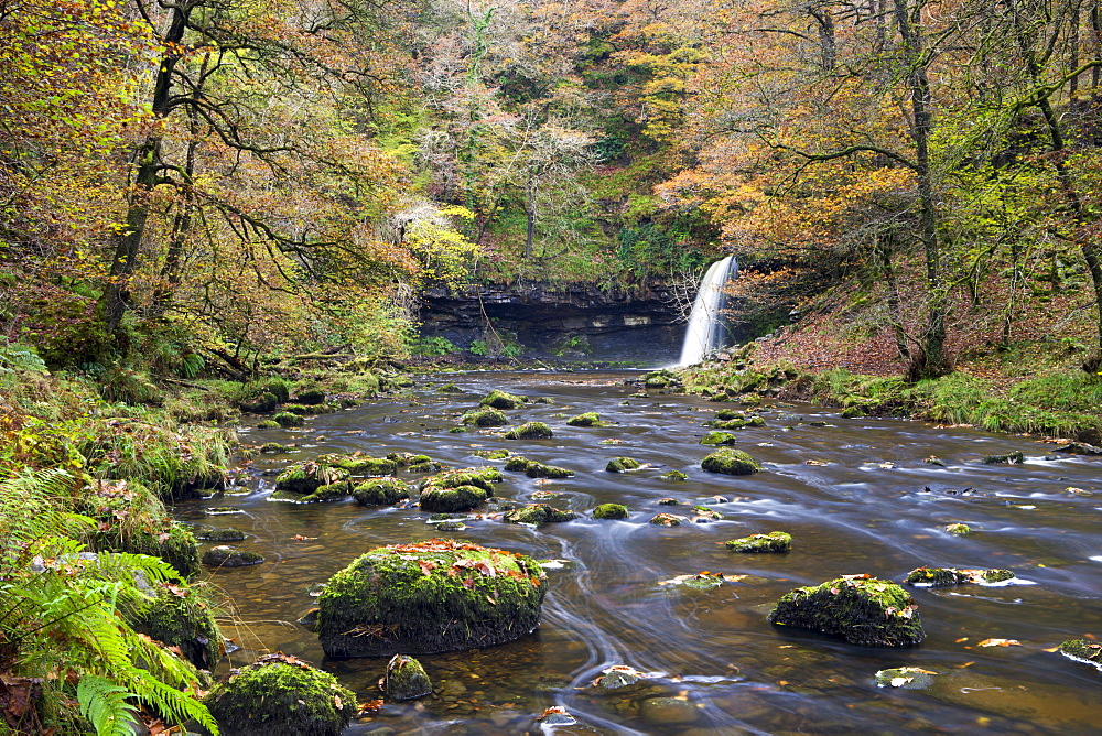 Sgwd Gwladus waterfall surrounded by autumnal foliage, near Ystradfellte, Brecon Beacons National Park, Powys, Wales, United Kingdom, Europe