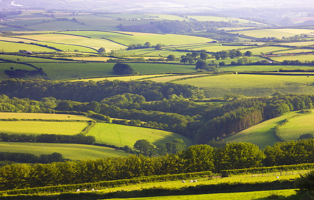 Rolling fields of Exmoor National Park, Devon, England, United Kingdom, Europe