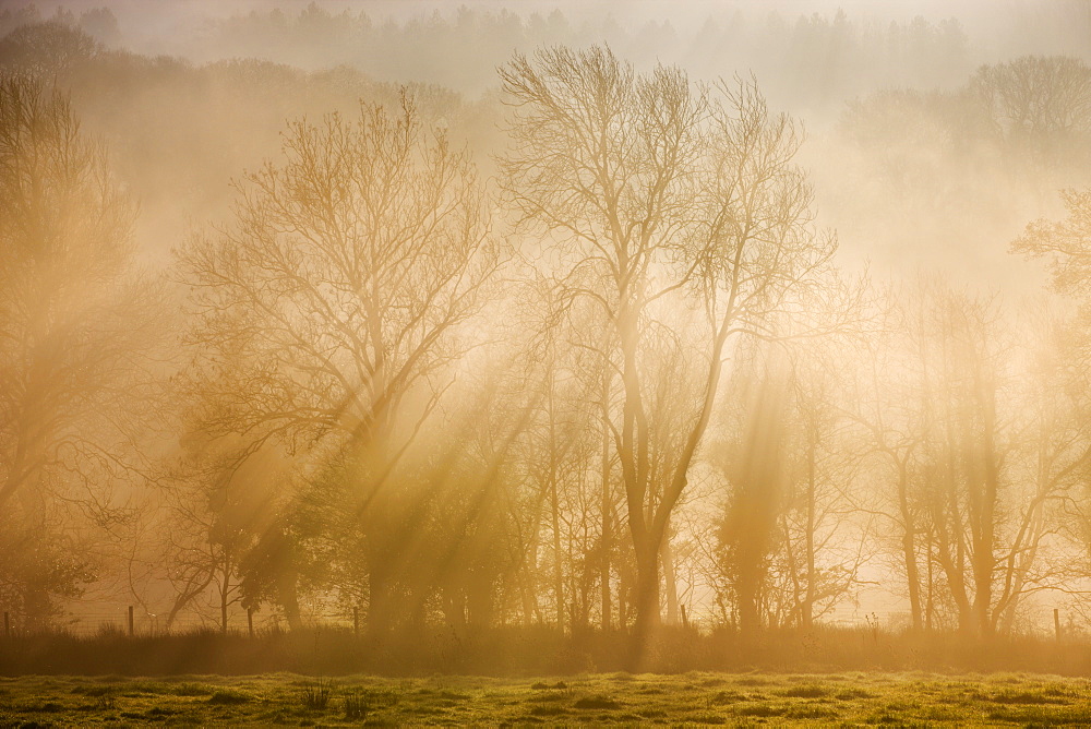 Sunlight bursting through mist covered trees in winter, near Okehampton, Devon, England, United Kingdom, Europe