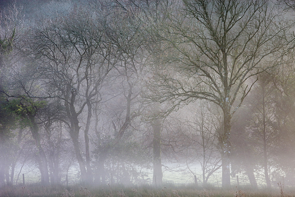 Winter trees in morning mist in winter, near Okehampton, Devon, England, United Kingdom, Europe