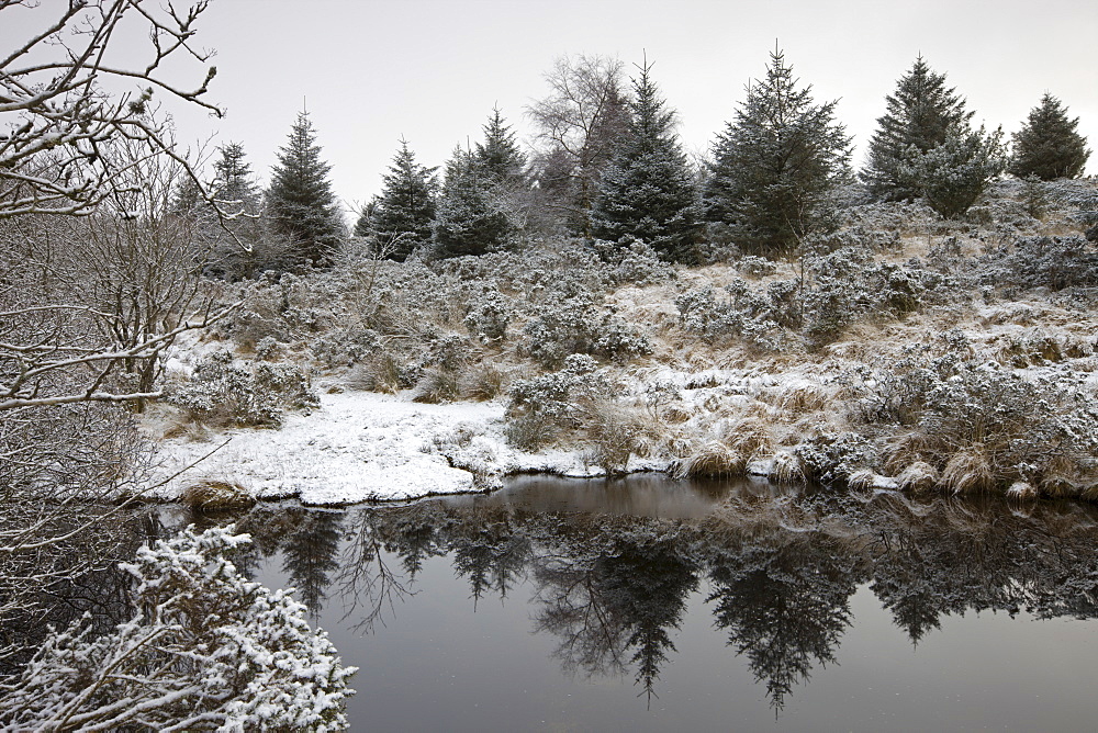 Snow dusted pine trees and moorland landscape beside Fernworthy Reservoir, Dartmoor National Park, Devon, England, United Kingdom, Europe