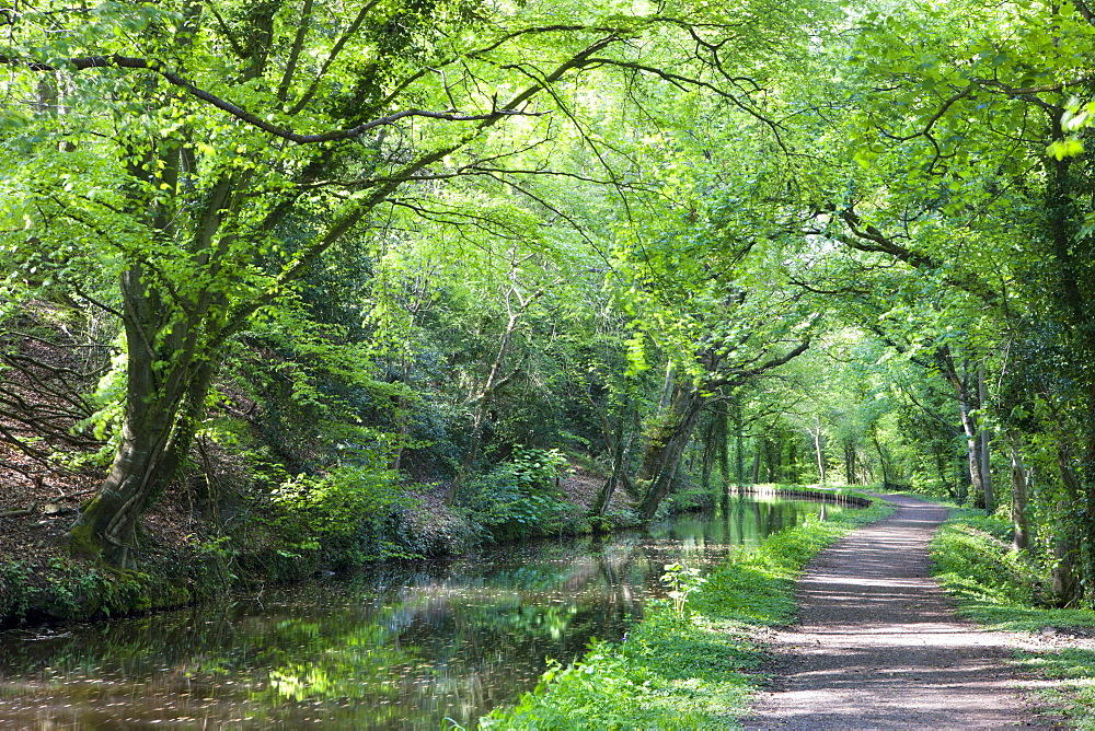 Verdant spring foliage lines the banks of the Monmouthshire and Brecon Canal near Llanhamlach, Brecon Beacons National Park, Powys, Wales, United Kingdom, Europe