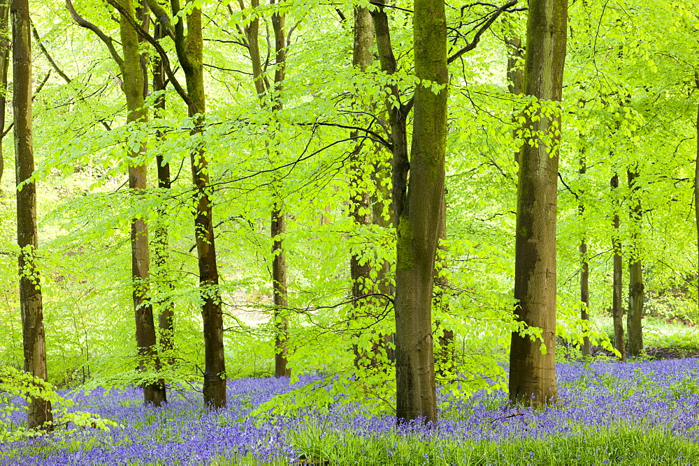 Common Bluebells (Hyacinthoides non-scripta) flowering in a beech wood, West Woods, Lockeridge, Wiltshire, England, United Kingdom, Europe