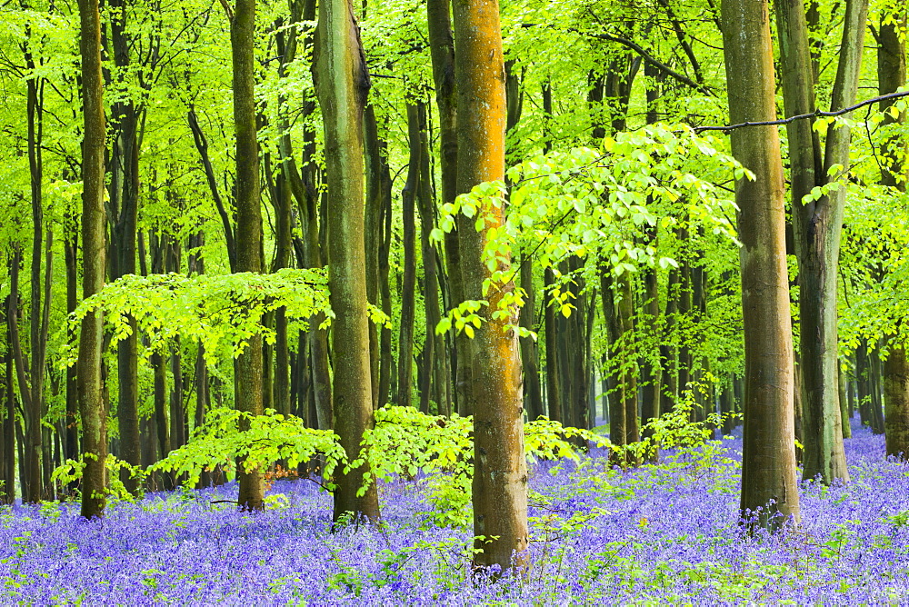 Common Bluebells (Hyacinthoides non-scripta) flowering in West Woods in springtime, Lockeridge, Marlborough, Wiltshire, England, United Kingdom, Europe