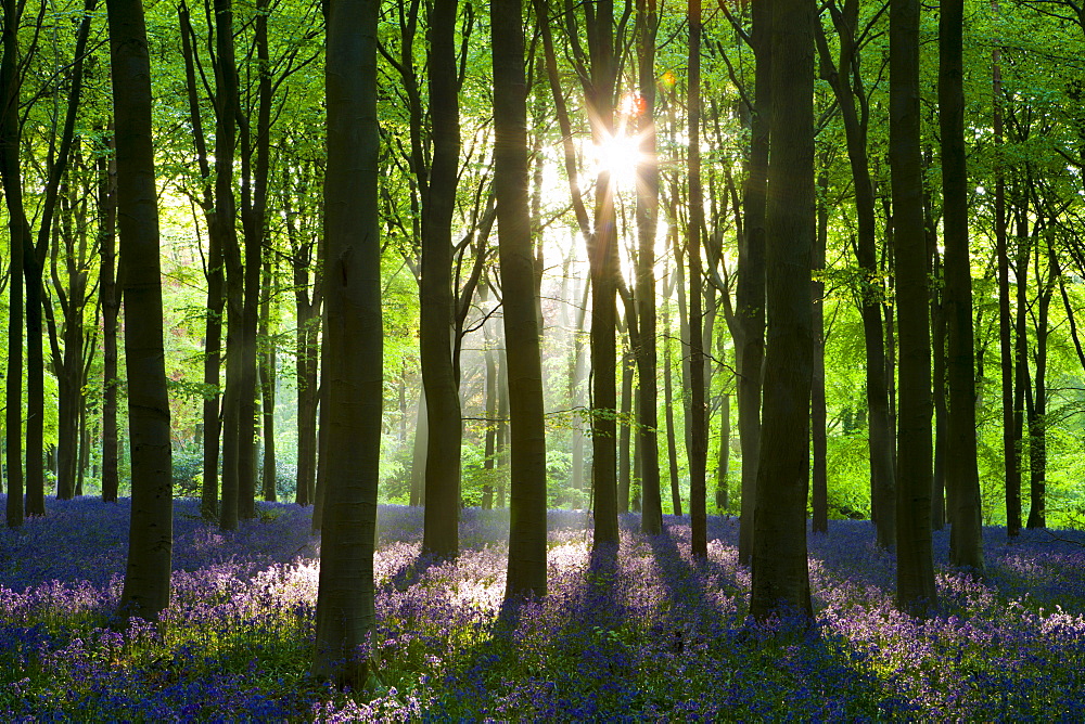 Early morning sunlight in West Woods bluebell woodland, Lockeridge, Wiltshire, England, United Kingdom, Europe