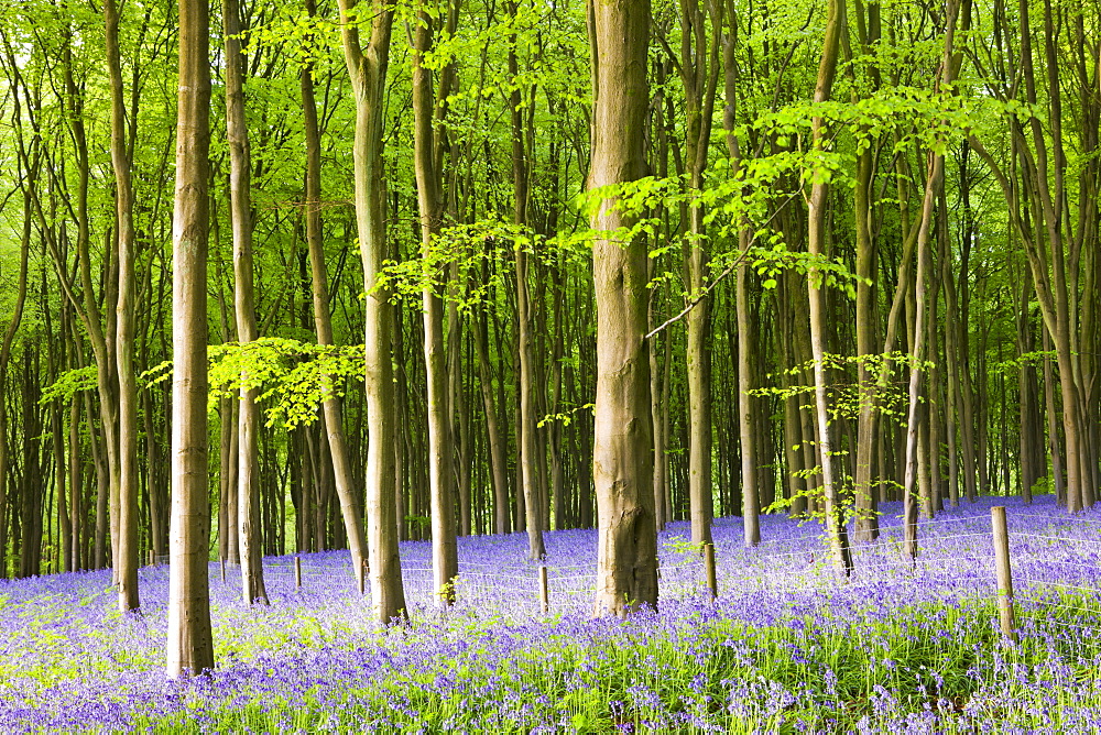 Common Bluebells (Hyacinthoides non-scripta) flowering in West Woods in springtime, Lockeridge, Marlborough, Wiltshire, England, United Kingdom, Europe