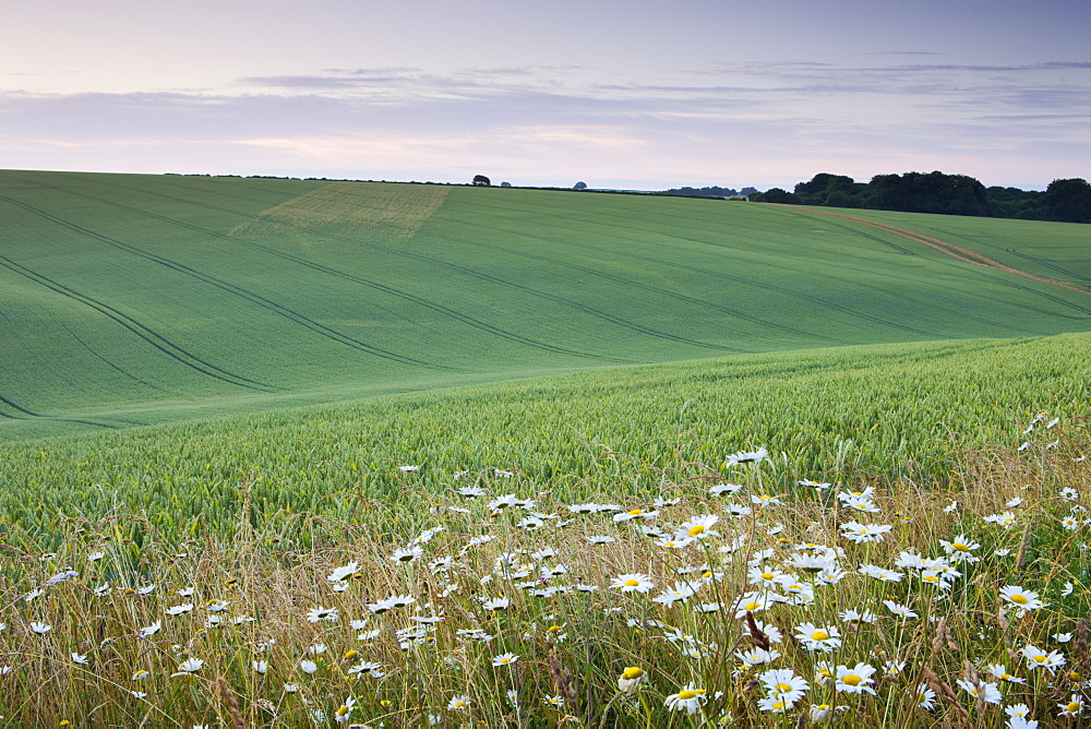 Daisies growing on the edge of a crop field in the South Downs National Park, Hampshire, England, United Kingdom, Europe