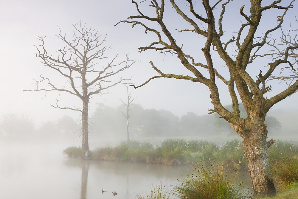 Misty summer morning on a fishing lake with dead trees, Morchard Road, Devon, England, United Kingdom, Europe