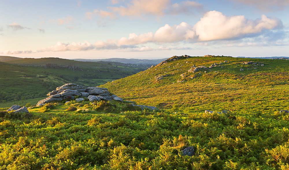 Looking across bracken covered moorland to Holwell Tor, Dartmoor National Park, Devon, England, United Kingdom, Europe